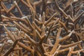 Critically Endangered Staghorn Coral Royalty Free Stock Photo