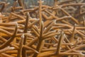 Critically Endangered Staghorn Coral Royalty Free Stock Photo