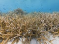 Critically Endangered Staghorn Coral Royalty Free Stock Photo