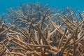 Critically Endangered Staghorn Coral Royalty Free Stock Photo