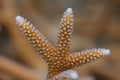 Critically Endangered Staghorn Coral Royalty Free Stock Photo