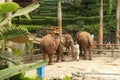 Critically endangered Sumatran elephant in Bali, Indonesia