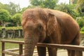 Critically endangered Sumatran elephant in Bali, Indonesia
