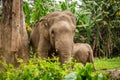 The critically endangered Sumatran Elephant grazing beside a tree