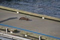 A critter seen at the harbor area. Vancouver BC