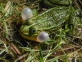 Croacing common water frog or green frog (Pelophylax esculentus) blowing his vocal sacs in the water Royalty Free Stock Photo