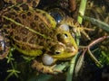 Croacing common water frog or green frog (Pelophylax esculentus) blowing his vocal sacs in the water Royalty Free Stock Photo