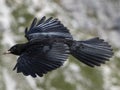 Croak black bird in dolomites mountains