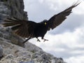 Croak black bird in dolomites mountains Royalty Free Stock Photo