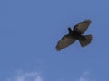 Croak black bird in dolomites mountains