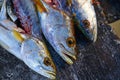 Croaker Corvina fillet fish in Mexico