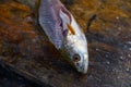 Croaker Corvina fillet fish in Mexico