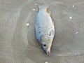 Croaker dead on beach