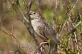 Croaking Cisticola