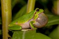 Croaking European tree frog Royalty Free Stock Photo