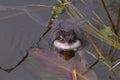 Croaking frog with blown up white throat in pond