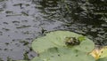 Croaking frog on a lily pad Royalty Free Stock Photo