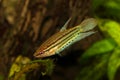 Croaking gourami freshwater labyrinth fish Trichopsis vittata