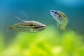 Croaking Gourami Trichopsis vittata Royalty Free Stock Photo