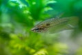 Croaking Gourami Trichopsis vittata Royalty Free Stock Photo