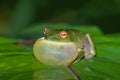 Croaking green tree frog Royalty Free Stock Photo