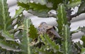 Croaking ground dove Columbina cruziana made nest on cactus Royalty Free Stock Photo