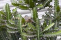 Croaking ground dove Columbina cruziana made nest on cactus Royalty Free Stock Photo