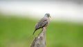 Croaking ground dove perched on a stump