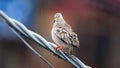 Croaking ground dove on a power line