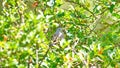 Croaking ground dove in a tree