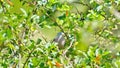 Croaking ground dove in a tree