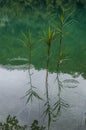 Plitvice Lakes National Park, lake, aquatic plants, forest, green, environment, mountain, nature reserve, Croatia, Europe Royalty Free Stock Photo