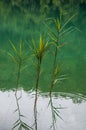 Plitvice Lakes National Park, lake, aquatic plants, forest, green, environment, mountain, nature reserve, Croatia, Europe Royalty Free Stock Photo