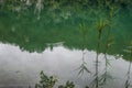 Plitvice Lakes National Park, lake, aquatic plants, forest, green, environment, mountain, nature reserve, Croatia, Europe Royalty Free Stock Photo