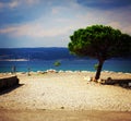 Croatia crikvenica tree landscape Royalty Free Stock Photo