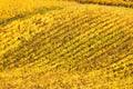 Croatia, Daruvar, beautiful colorful vineyards in autumn