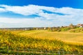 Croatia, Daruvar, beautiful colorful vineyards in autumn