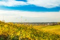 Croatia, Daruvar, beautiful colorful vineyards in autumn