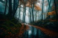 In Croatia\'s Plitvice Lakes National Park, a deserted rural road winds through a moody, atmospheric, misty, foggy wooded