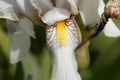 Croatian iris Iris x croatica