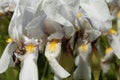 Croatian iris Iris x croatica Royalty Free Stock Photo