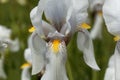 Croatian iris Iris x croatica Royalty Free Stock Photo