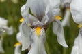 Croatian iris Iris x croatica