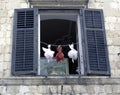 Croatian window with local art - Dubrovnik, Dalmatia, Croatia