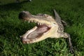 Croc Royalty Free Stock Photo