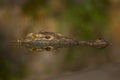 One Nile Crocodile face out of water with reflection Royalty Free Stock Photo