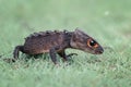 Croc skink On The Grass