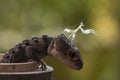 Croc Skink and mantis Royalty Free Stock Photo