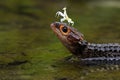 Croc Skink and mantis Royalty Free Stock Photo