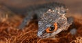 Croc skink red eye Royalty Free Stock Photo